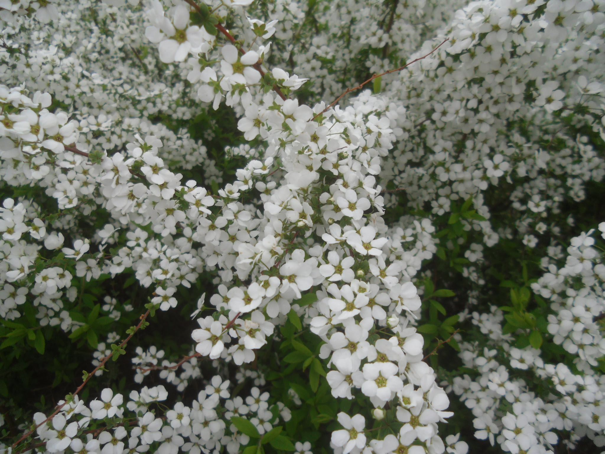 すべての美しい花の画像 新鮮な花 白い 小さい たくさん 春
