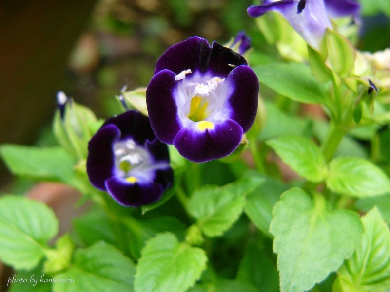 心に強く訴える可憐 花 言葉 最高の花の画像