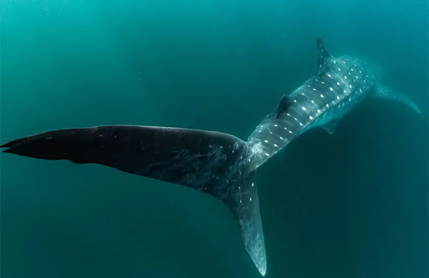 Mexico’s whale sharks still hold onto many of their secrets