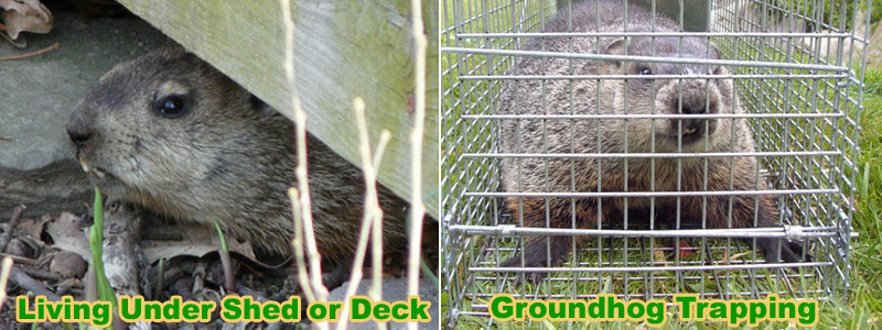 How To Trap A Groundhog / How To Get Groundhogs Out Of Your Garden - In - How To Get Rid Of Groundhogs Under A Shed