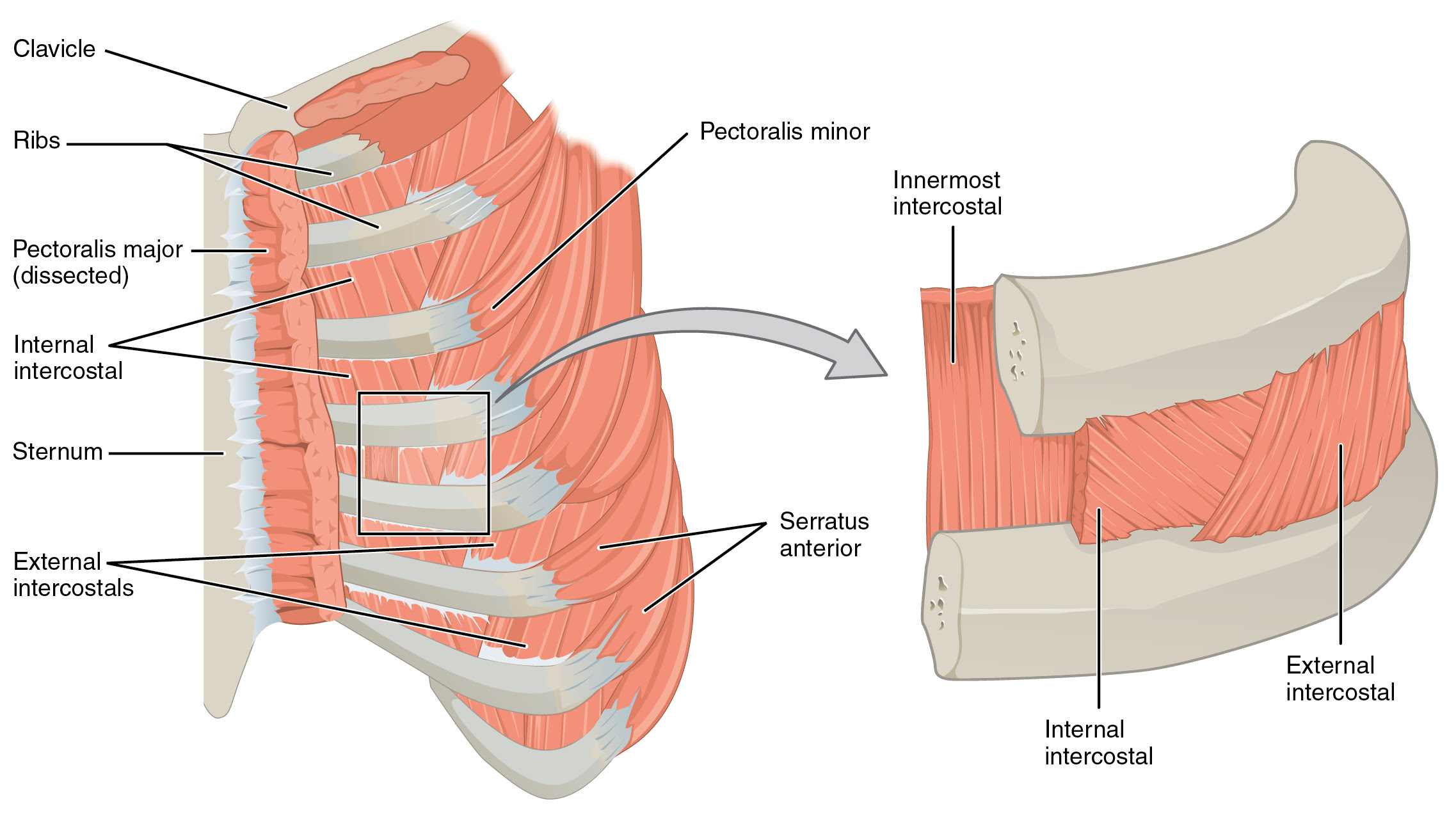 Intercostal recordings were made from muscles over these regions of the rib cage since they are electrically active during resting breathing (10,21,22). Thoracic And Abdominal Muscles Lecturio Online Medical Library