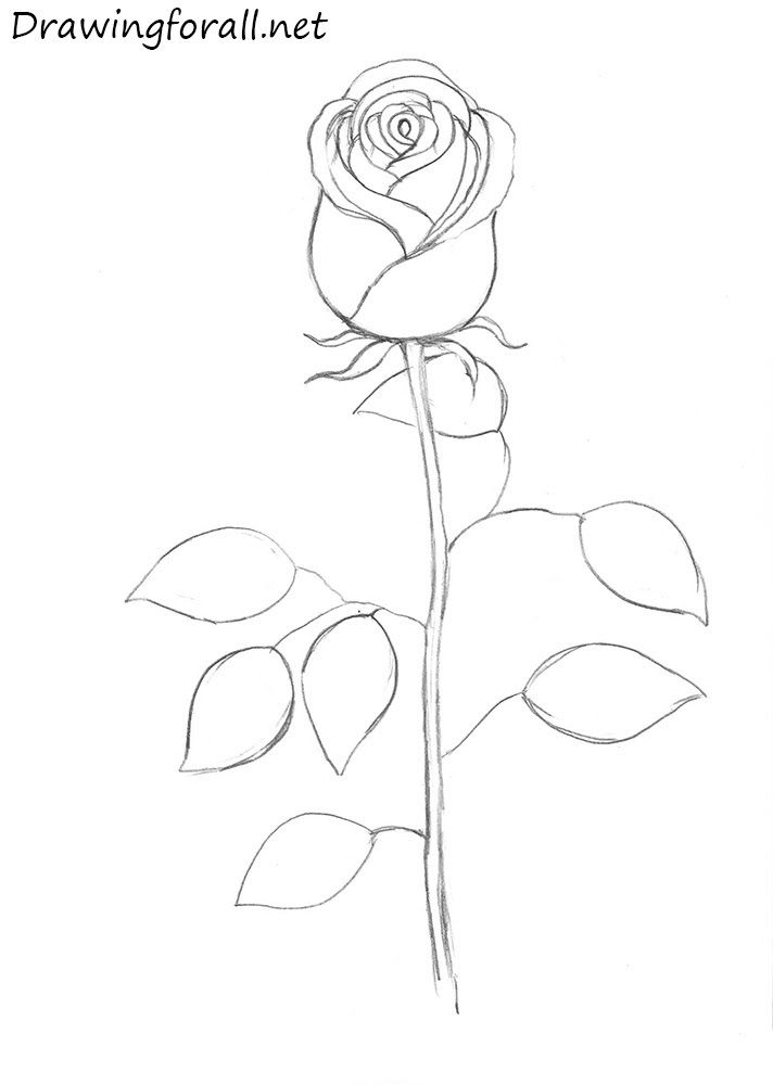 The best selection of royalty free long stem rose vector art, graphics and stock illustrations. How To Draw A Rose
