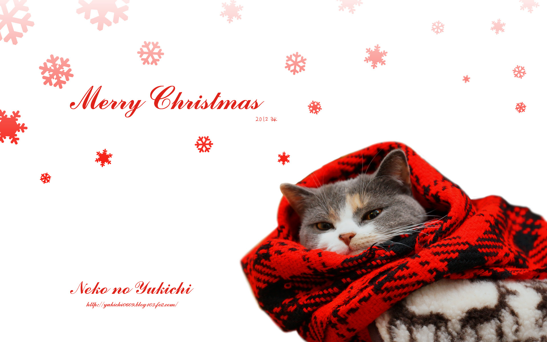 すべての美しい花の画像 最高のクリスマス 猫 壁紙