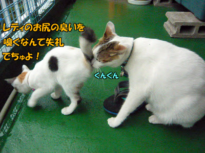 猫 おしり の におい を かぐ 壁紙画像マンガ