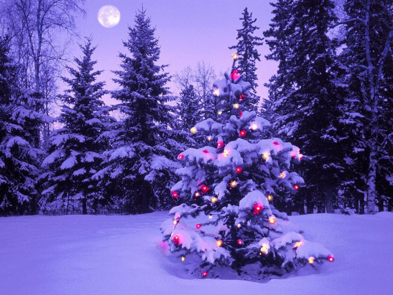 最新無料 壁紙 クリスマス バージョン 美しい花の画像