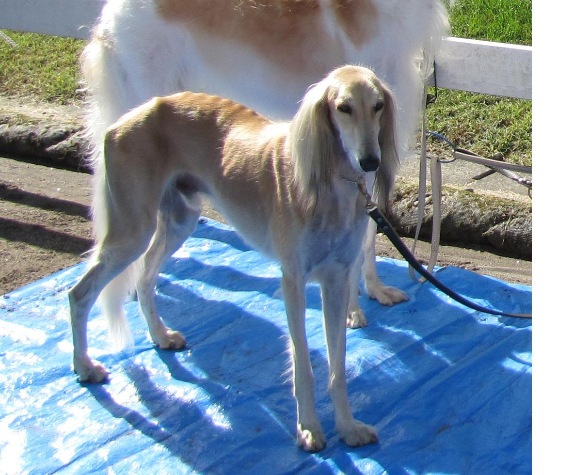 Freemuryormwqvd 印刷可能 ボルゾイ 大型 犬 細い 5192