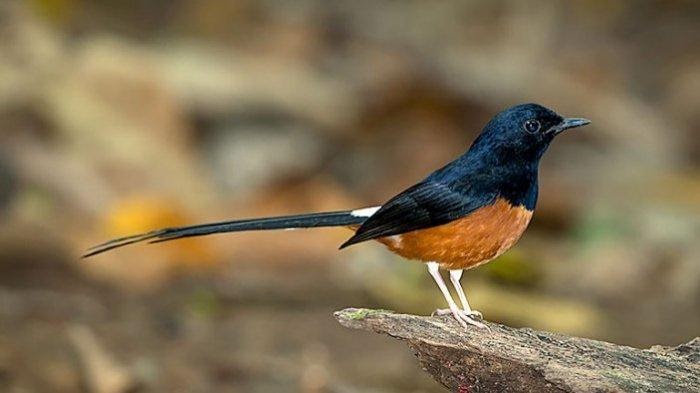 Burung Orang Meninggal Koleksi Burung Dan Ikan