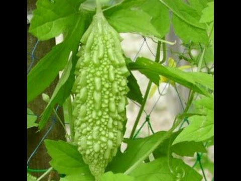 Aquaponics Meaning In Urdu - aquaponic