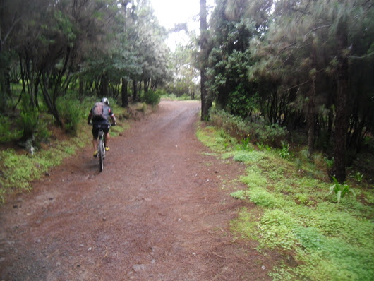 Am rande der zentralen bergkette, der cumbre dorsal liegt der immergrüne esperanzawald, ein reizvolles wandergebiet. Mtb Tour Im Verwunschenen Wald Von La Esperanza Auf Teneriffa