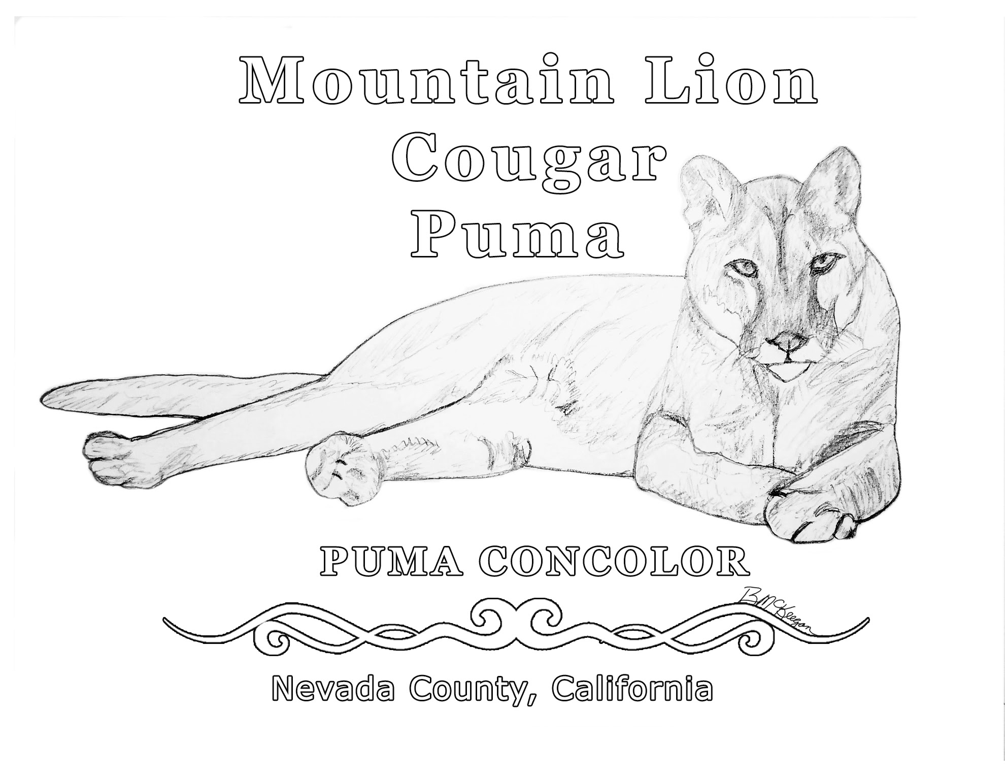 Print lion coloring pages for kids and preschoolers for free. Mountain Lion Fragmented Power Pouncer Following Deer Creek