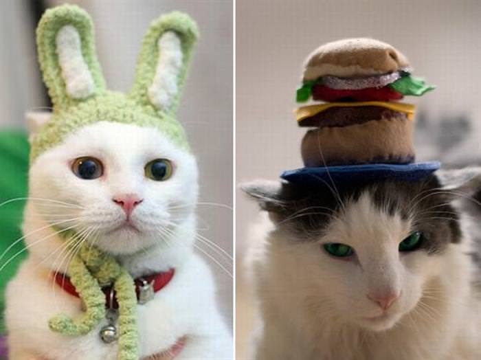 22 Cats Wearing Hats