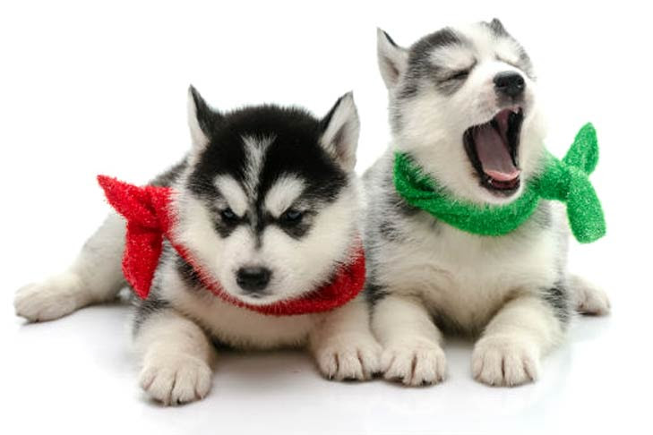Here we provide some best options and advice from our dog's experts. Top 100 Girl Dog Names Which One Is Your Favorite