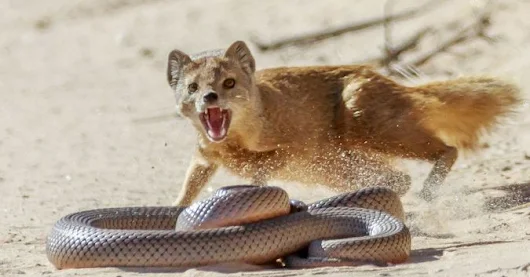Incredible encounter: Mongoose versus snake - Africa Geographic