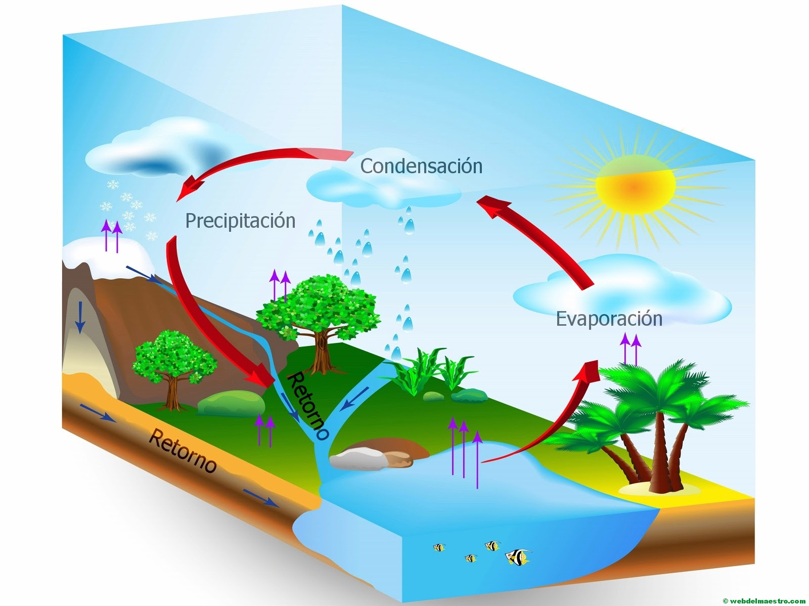 El ciclo del agua (Primaria) - Web del maestro