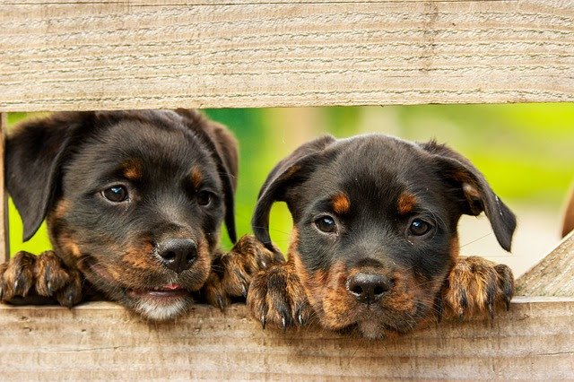 Once you understand how to combine nutritious foods and learn your dog's preferences, it becomes easier to figure out new meal ideas. 4health Dog Food Review Quality Nutrition And Price