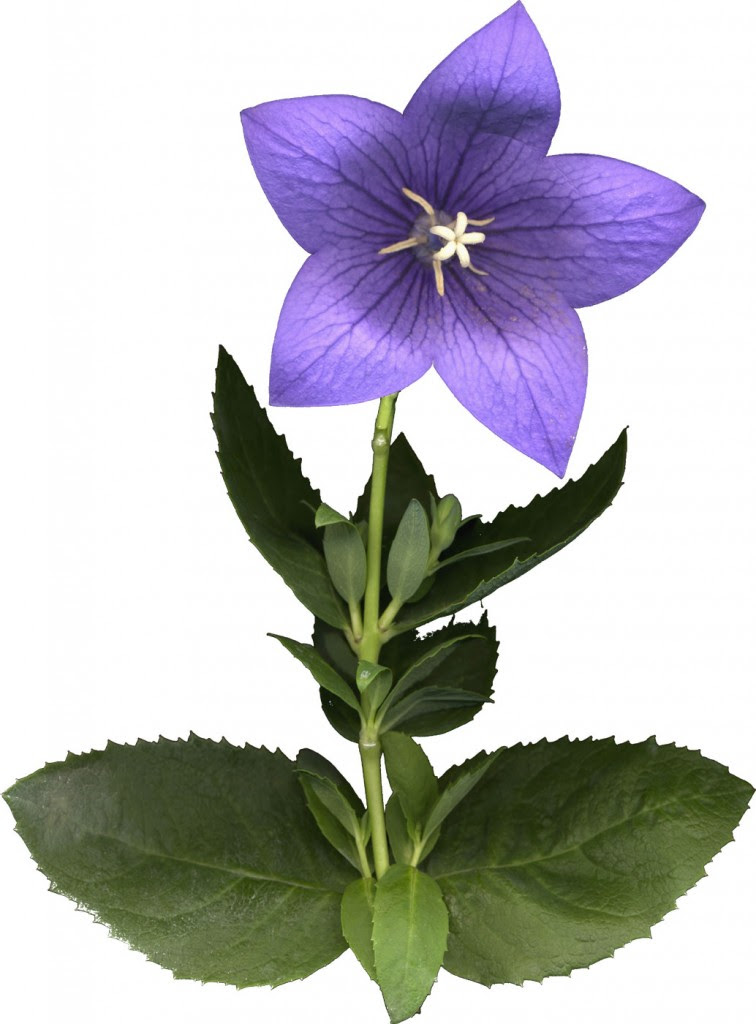 ぜいたくかっこいい 花 の 名前 漢字 すべての美しい花の画像