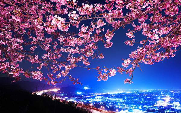 50 素晴らしい夜桜 壁紙 高画質 Iphone 花の画像