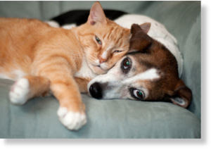 Pets.jpg