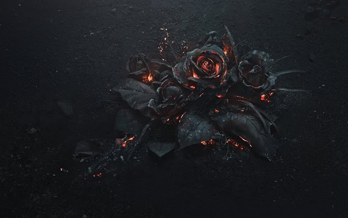 すべての美しい花の画像 最高の壁紙 黒 薔薇 画像