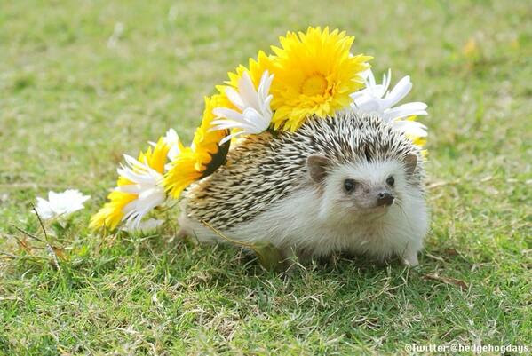 ユニーク壁紙 ハリネズミ 可愛い 画像 最高の花の画像