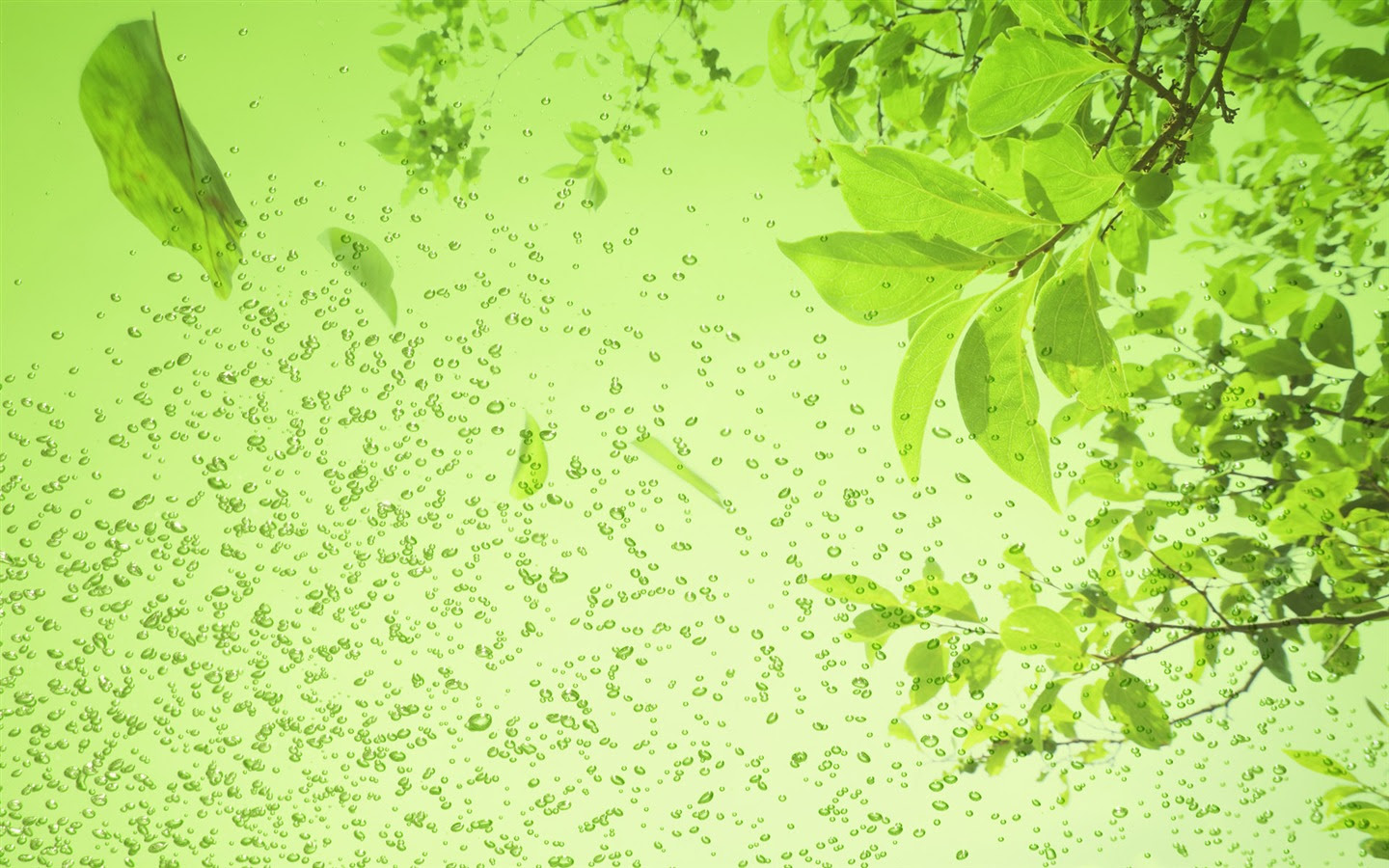 すべての花の画像 Hd限定壁紙 緑 自然