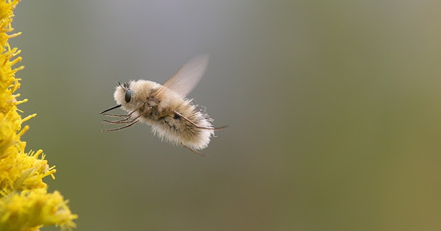最高の動物画像 最高トラツリアブ 可愛い 虫
