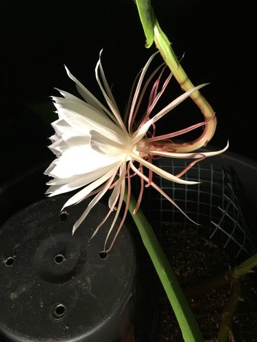 It grows in hardiness zones 10 and 11, and it is a succulent plant that uses other plants for support. 8 3 Cuttings Epiphyllum Orchid Cactus Queen Of The Night Oxypetalum Cereus 6 Plants Seeds Bulbs Khuddam Home Garden