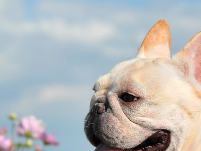 Iphone 壁紙 おしゃれ 犬 の最高のコレクション 美しい花の画像