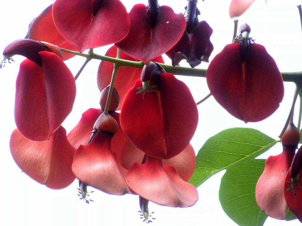 新鮮な木 赤い 花 最高の花の画像