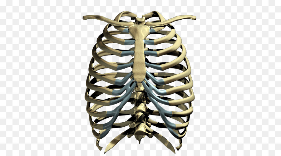 The rib cage has three important functions: Human Skeleton Rib Cage Rib Cage Png Transparent Images Png Download 500 500 Free Transparent Png Download Clip Art Library