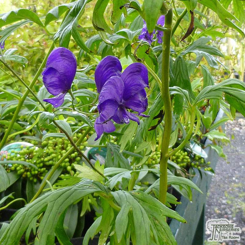 The Flower Aconitum Best Flower Wallpaper