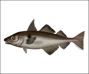 Haddock Illustration new