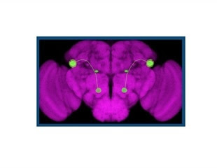 New genetic technique could allow scientists to study how smell affects behavior