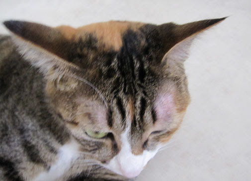 無料印刷可能な画像 ユニーク 猫 目の上 赤い