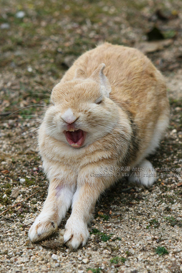 ユニーク可愛い うさぎ 画像 最高の壁紙hd