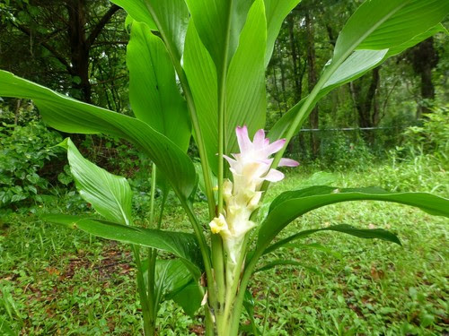 Check spelling or type a new query. Home Garden 3 Rhizomes Live Plants Curcuma Petiolata Hidden Cone Ginger Yard Garden Outdoor Living