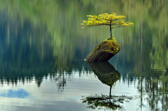 Bonsai đẹp