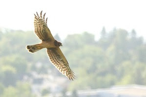 Northern Harrier 2018 by J Richardson