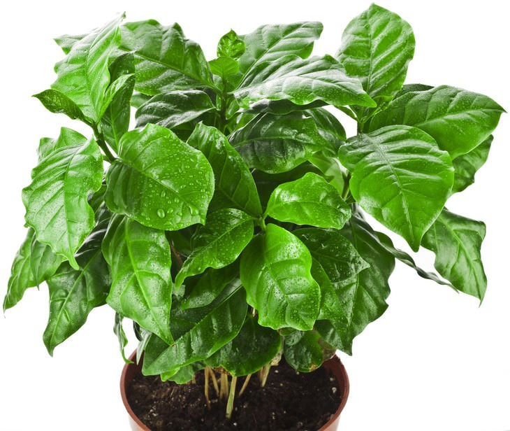 plantas para casa que soltam oxigênio