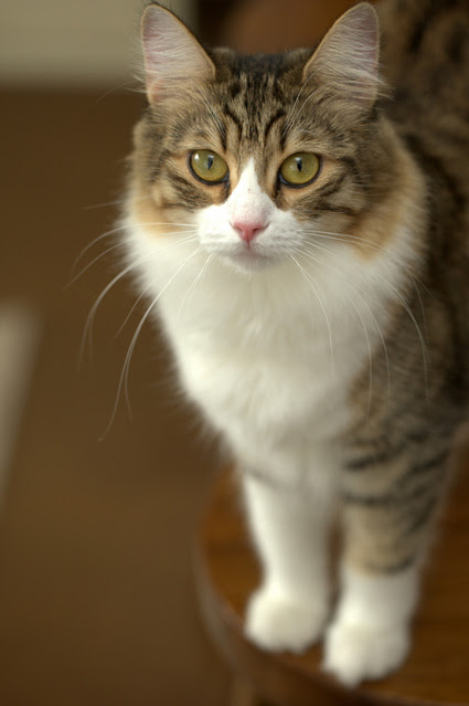 年のベスト 猫 しっぽ 太い 種類 100 で最高の画像