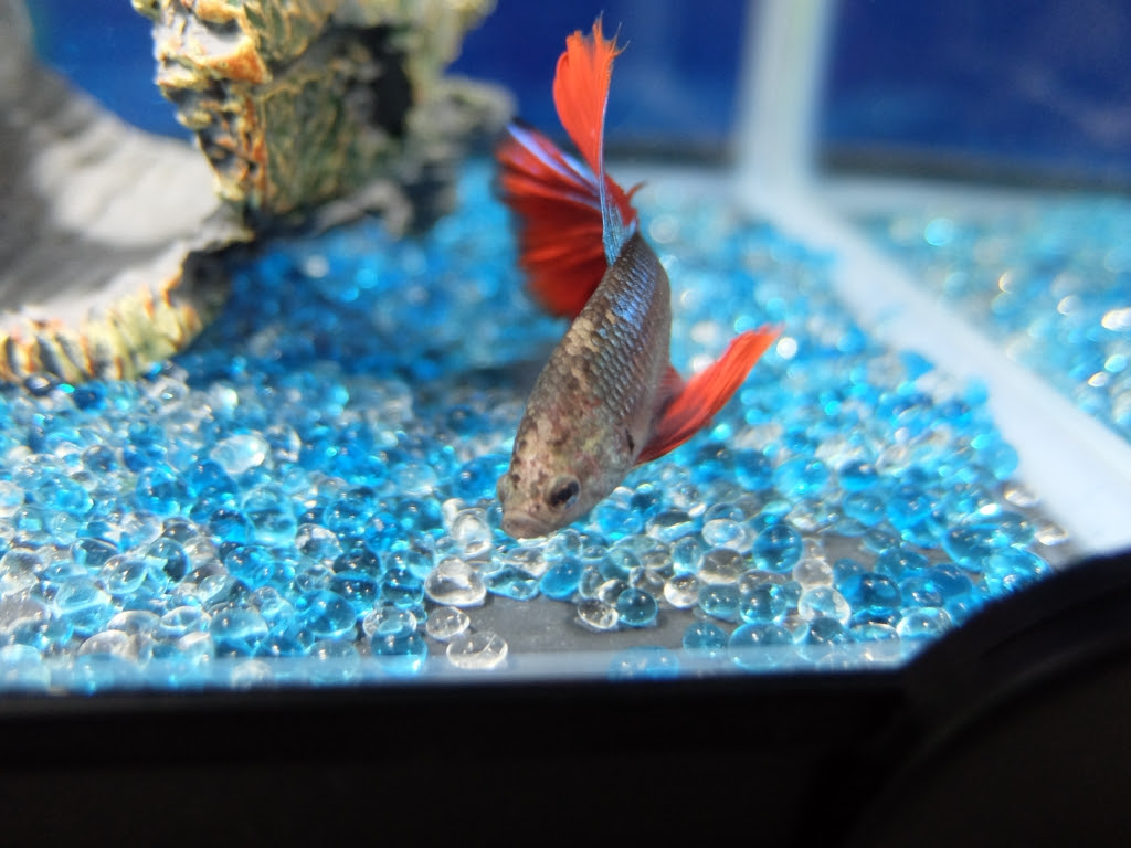 イメージカタログ ここへ到着する ベタ ヒーター なし