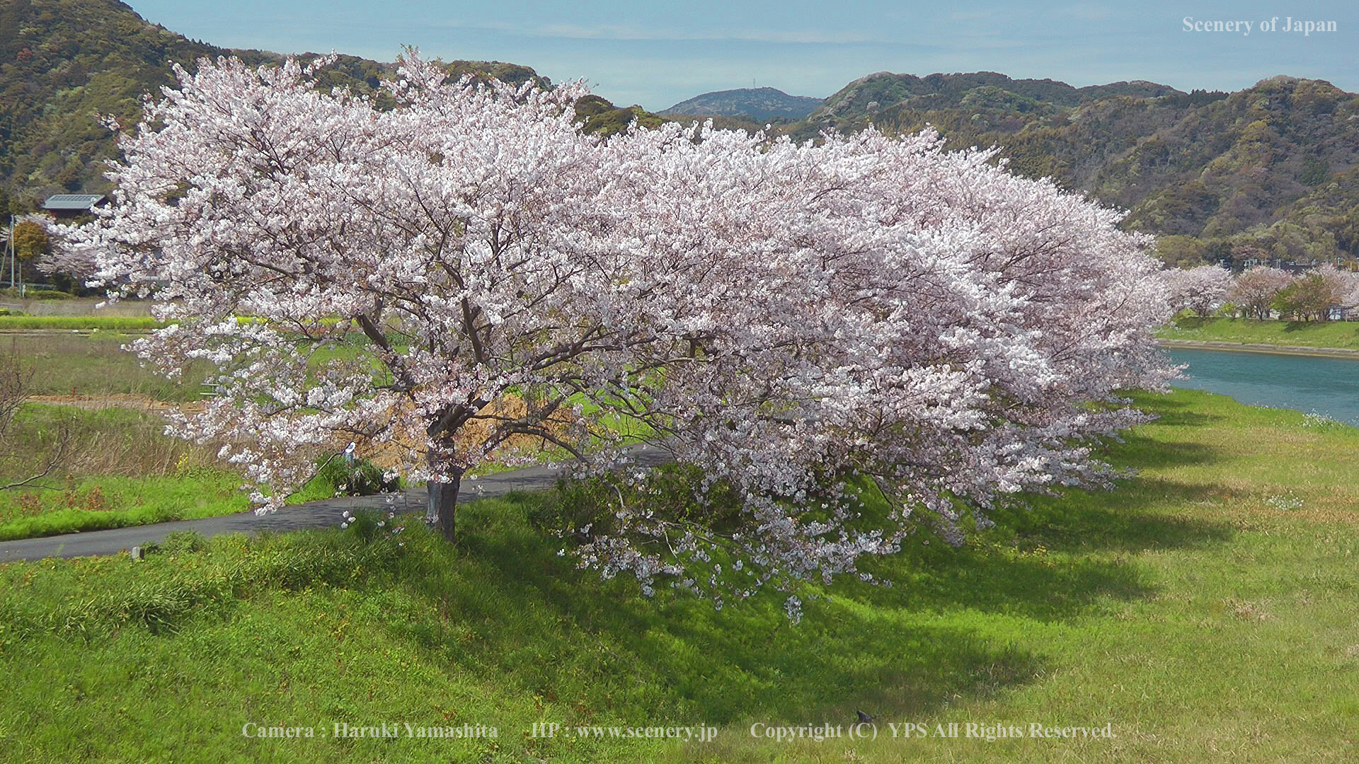 新着壁紙 春の景色 最高の花の画像