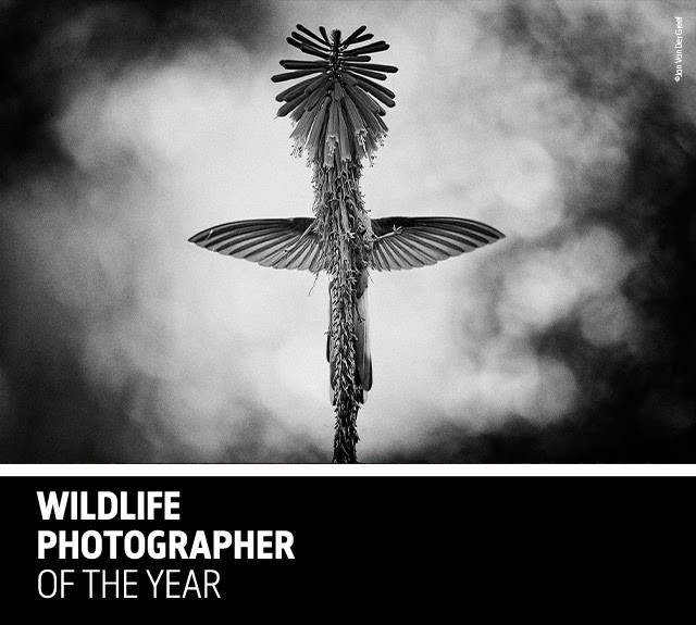 The Golden Couple © Marsel van Oosten - Wildlife Photographer of the Year