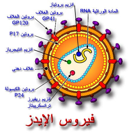 http://mhabos.com/wp-content/uploads/2010/02/aids-virus.jpg