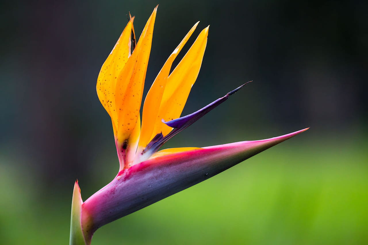 Per Il Novantesimo Compleanno Che Fiore Si Regala ...