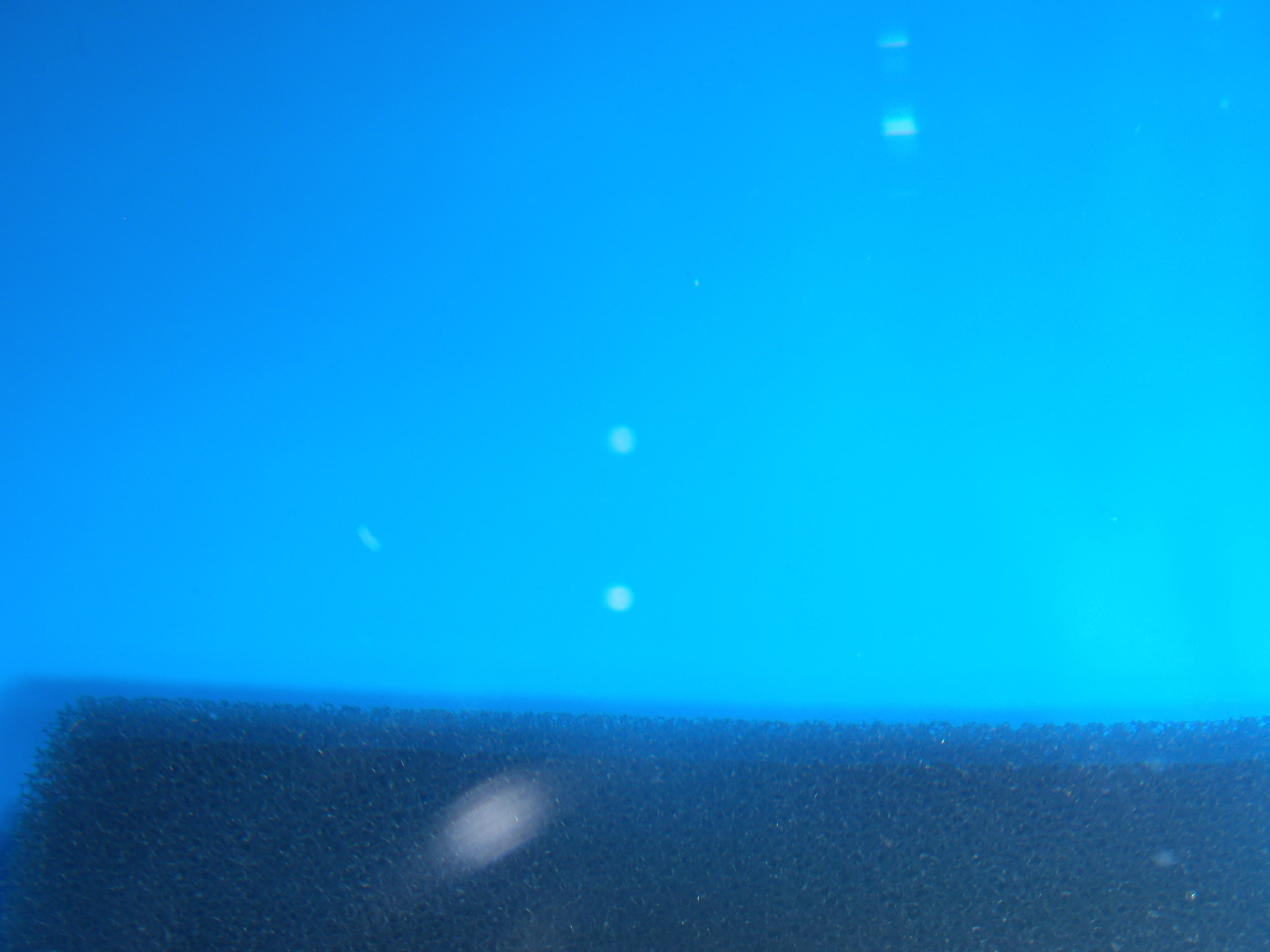水槽 に 白い 虫 Englshadi