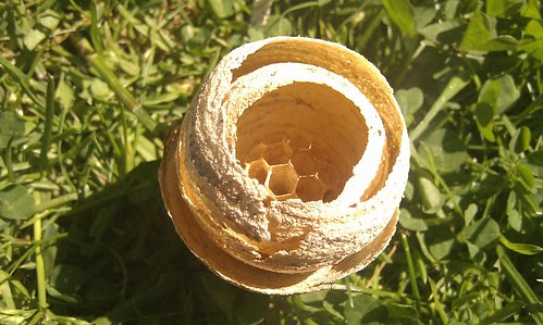 how do i get rid of a wasps nest in my shed mice