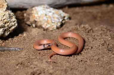Coastal Dunes Crowned Snake