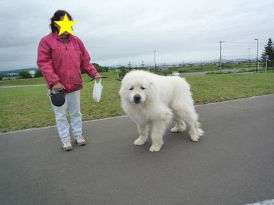 白い 大きい もふもふ 犬 白い 大きい もふもふ 犬 Okepictbfs3