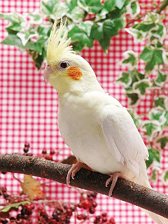 ラブリー オカメインコ 壁紙 ベストアニメ画像